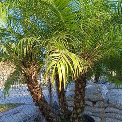 Beautiful Triple Robellini Palm 🌴🌴 25gl $150