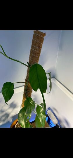 Epipremnum Pinnatum “Skeleton Key” – Rare Aroid