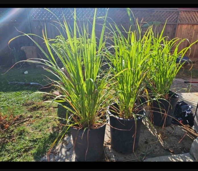 Lemon Grass Plant Firm $10