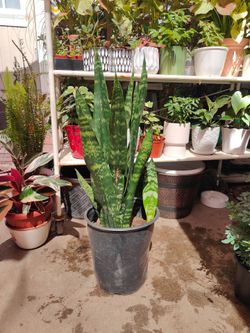 Snake Plant