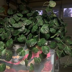 Beautiful Silk Plants In Baskets 