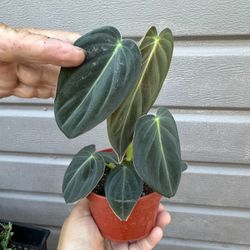 4” Philodendron Melano 
