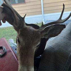 6 Point Deer Head Mounted On A Board