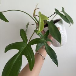 4 inch Philodendron Florida Ghost