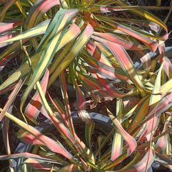 Plants Beautiful Colors.