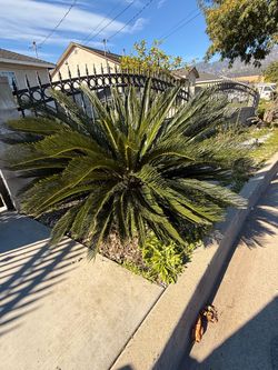 Sago palm