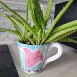 $5 Ceramic cups with natural plant