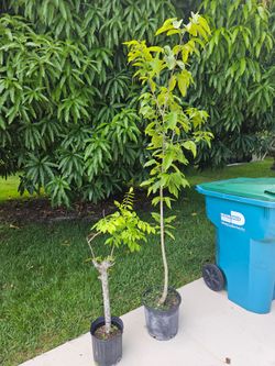 Yellow jocote, ciruela, Plum plants