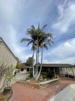 Large King Palm 4 Trunks