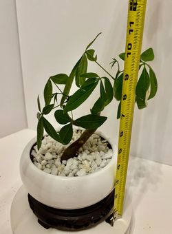 Money tree bonsai in 6” ceramic pot w/stand