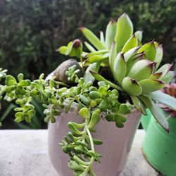 Garden Decoration Whis Plants Succulent 