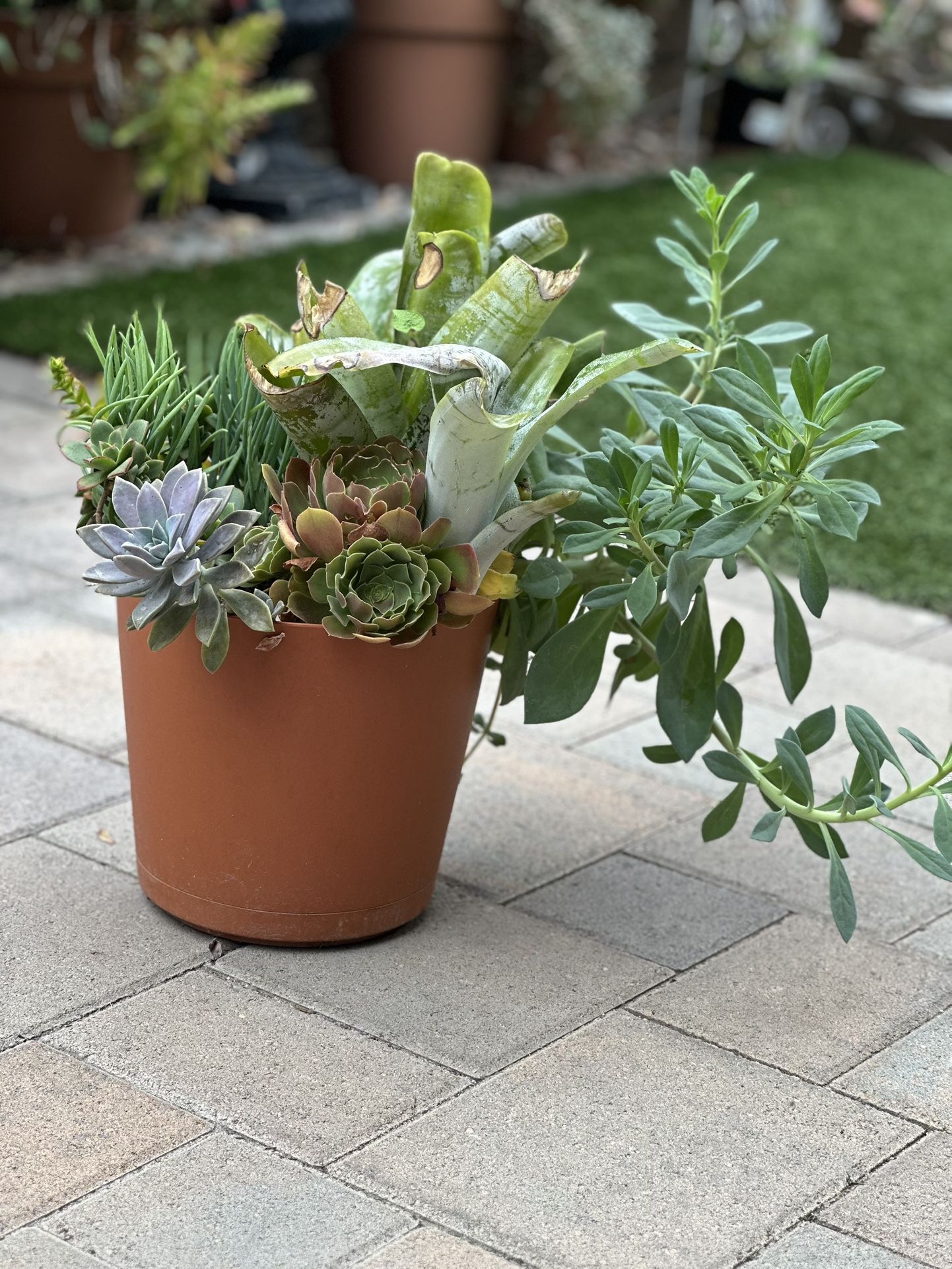 Assorted Succulent Plants