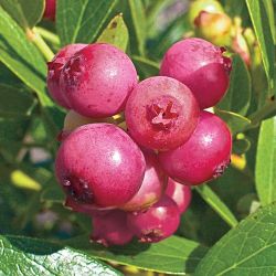 Fruiting PINK BLUEBERRY PLANT