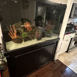 Salt Water Fish Tank