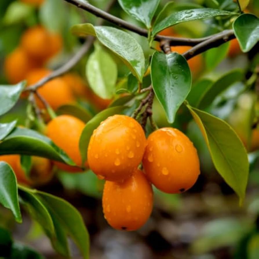 Grafted Dwarf Meiwa Kumquat Trees 😃😃😃😃🌿🌿🍊🍊🍊