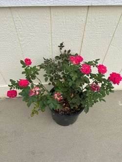 Pink Rose plant in 5gl