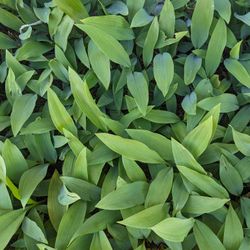 Free - Lilly Of The Valley 