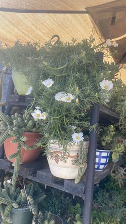 Planta de amor de Rato, El Querido Blanco Planta de amor de Rato, El Querido Blanco