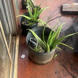 Large Mature Aloe Vera Plants - Fresh & Healthy