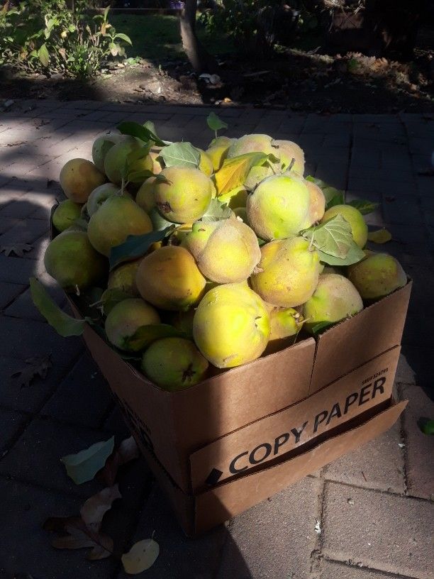Quince/Membrillo