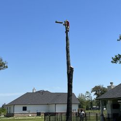 Tree Work