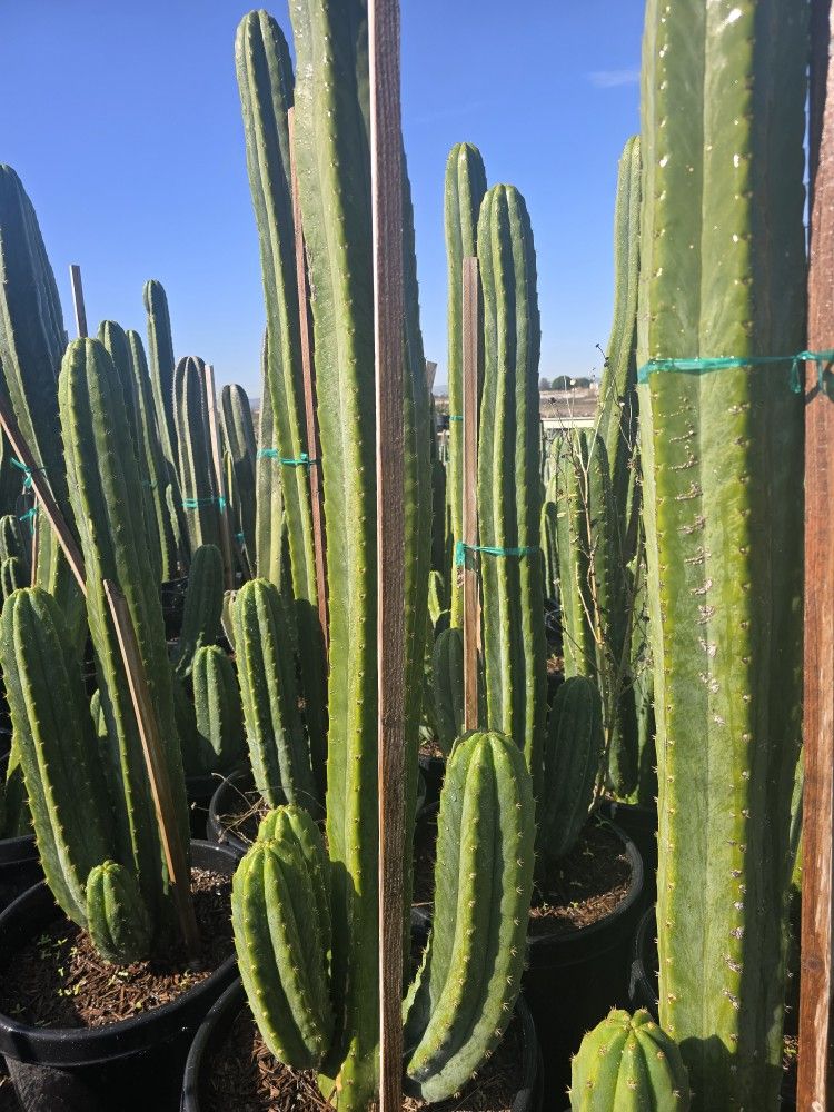 San Pedro Cactus