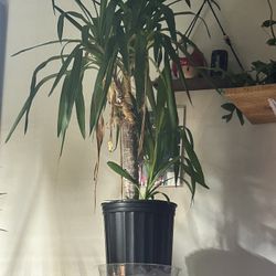 Yucca Plant