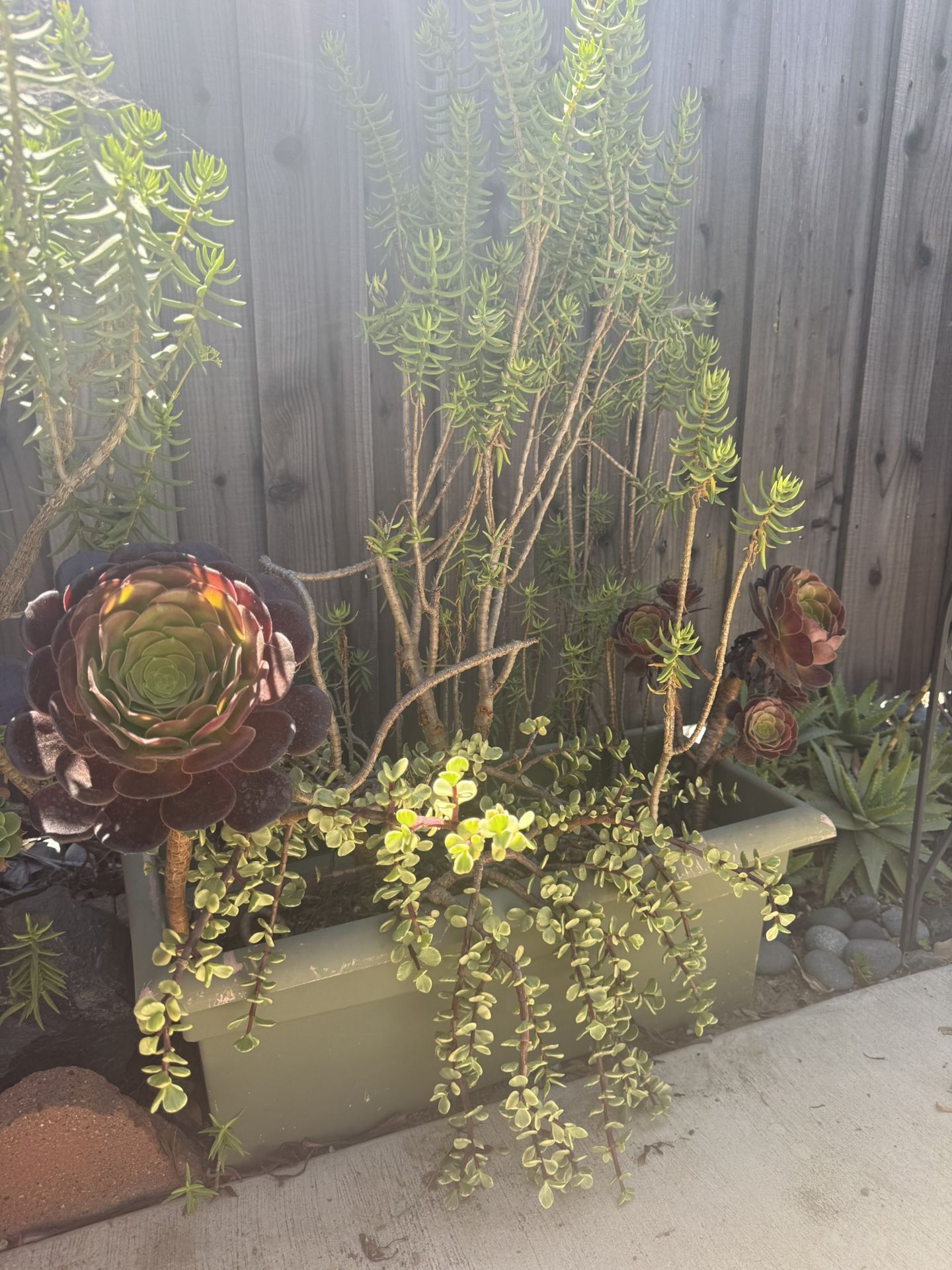 Succulents (planted or clippings) and Larger Plants for sale