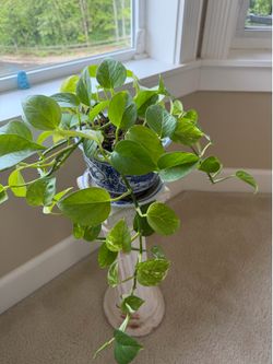 Lovely indoor plant for $10