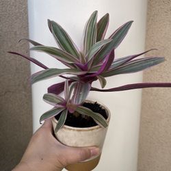 Tradescantia Moses In Cradle Plant With Pot