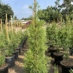 Privacy Hedges Available !