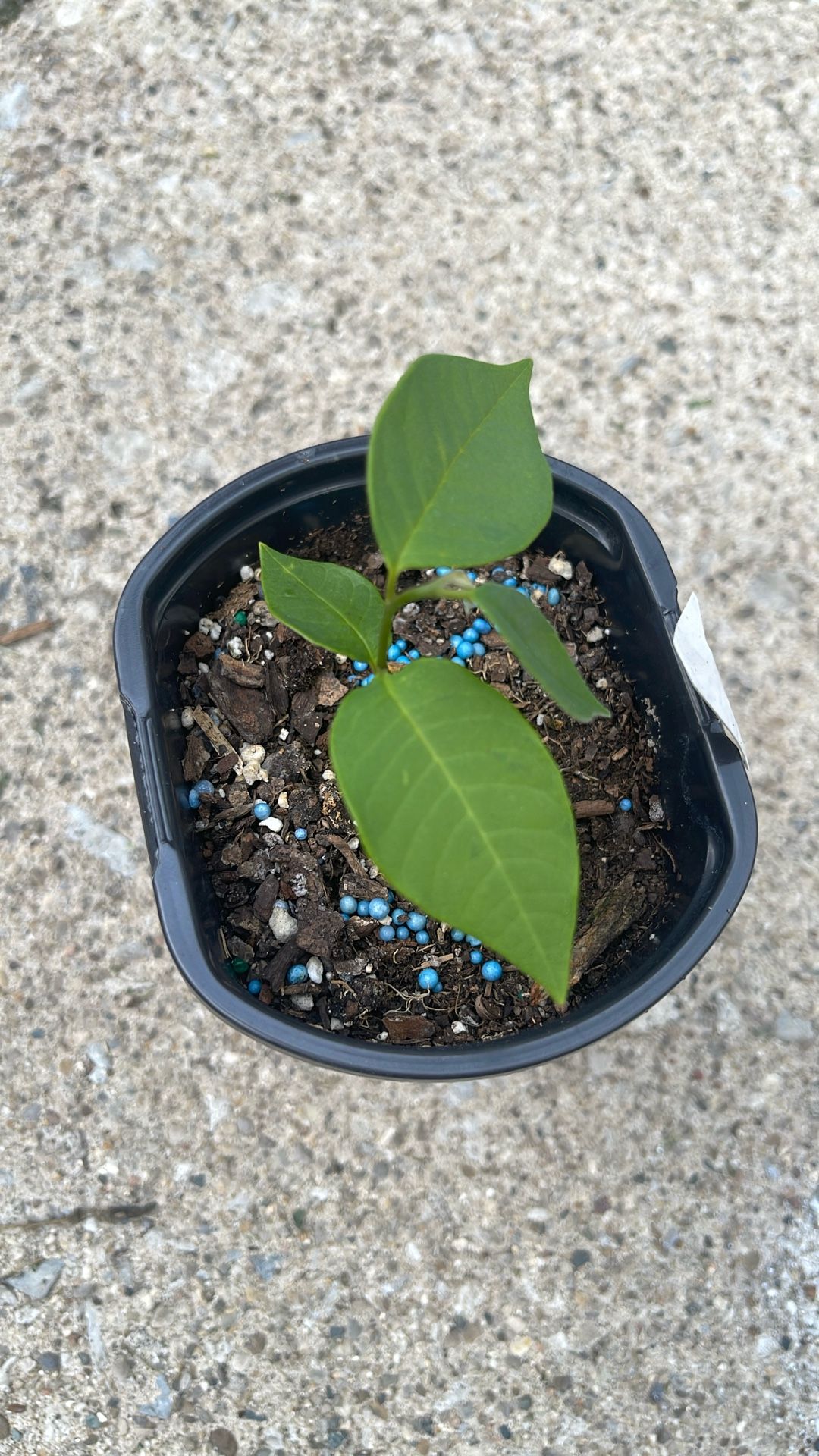 Arbol De Guanabana