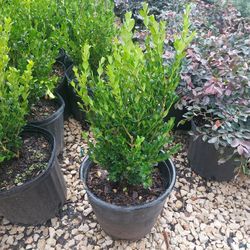 Boxwood 