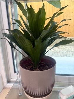 Plants trio