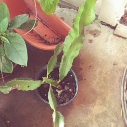 Red White Dragon Fruit 1 Gallon Seedling Plant