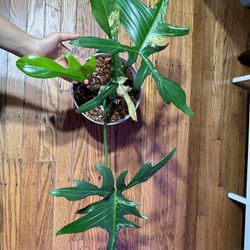 Philodendron Florida Beauty Plant (multiple Growth Point)