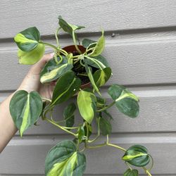 4” Brazil Philodendron