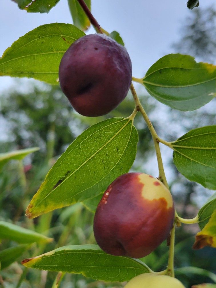 Jujube  Tree