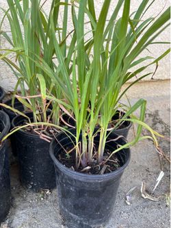 Lemongrass