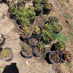 Plants 