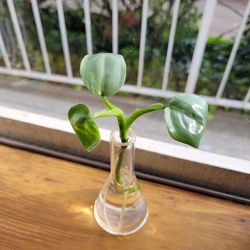 philodendron hastatum 'silver sword' propagation/cutting plant
