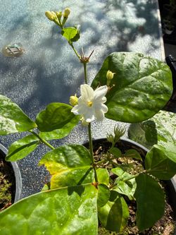 Jasmine /茉莉花 阿拉伯 Sambac Plant Fragrant Flowering Jasmine (Jasminum sambac)