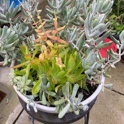 Assorted Succulents Plant 
