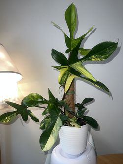 Varigated Florida beauty philodendron