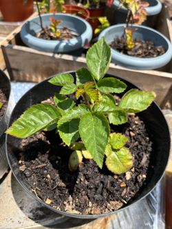 Ever Bearing Blackberry Bush Vine Shrub - Fruit Plants