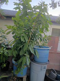 Hoss avocado trees