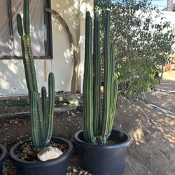 San Pedro Cactus 🌵 