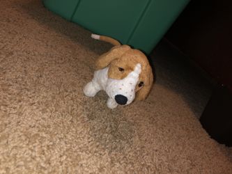 Kit kittredge cheap dog