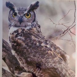 Hored Owl Photograph