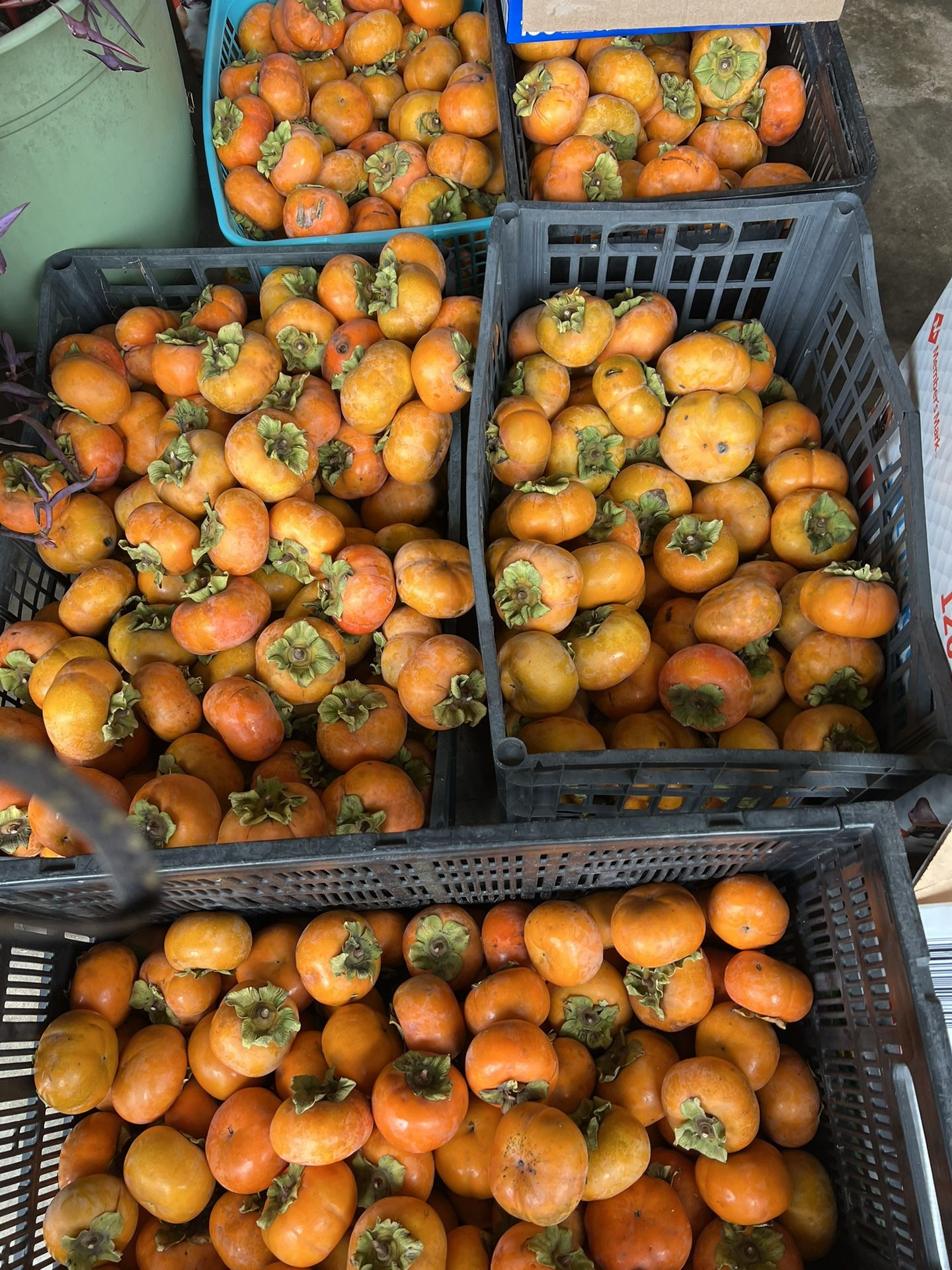Fresh Persimons